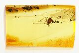Fossil Velvet Mite (Trombidiidae) In Baltic Amber #273355-1